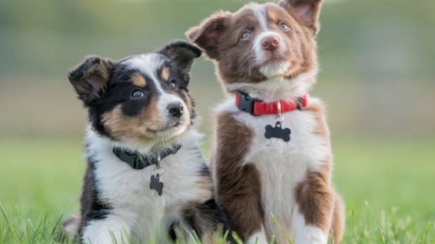 200 tl lik yavru köpek