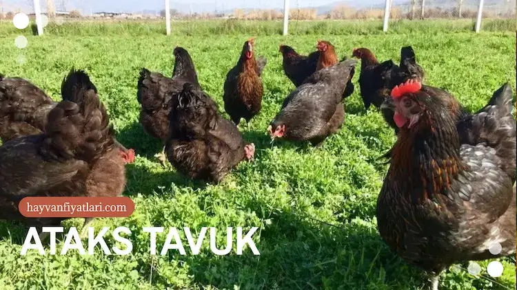 ataks tavuk 3 2026 Ataks tavuk fiyatları — kümes içi bakım