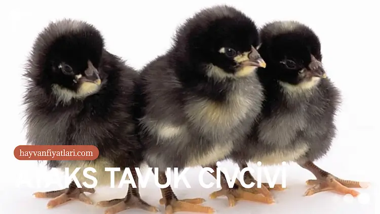 2026 Ataks tavuk fiyatları — civciv dönemi