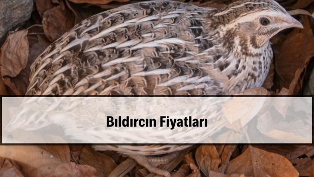 bıldırcın fiyatları