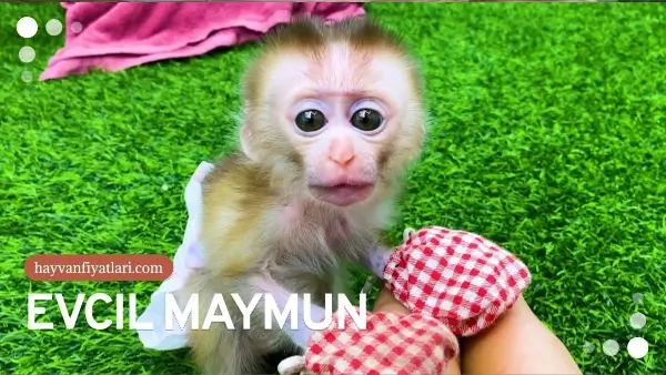 Maymun fiyatları 2026: evcil maymun görseli