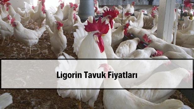 ligorin tavuk fiyatlari