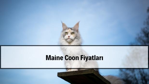 maine coon fiyat
