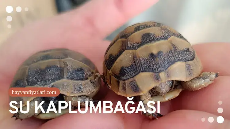 su kuplumbagasi kirmizi yanak su kuplumbagasi kirmizi yanak