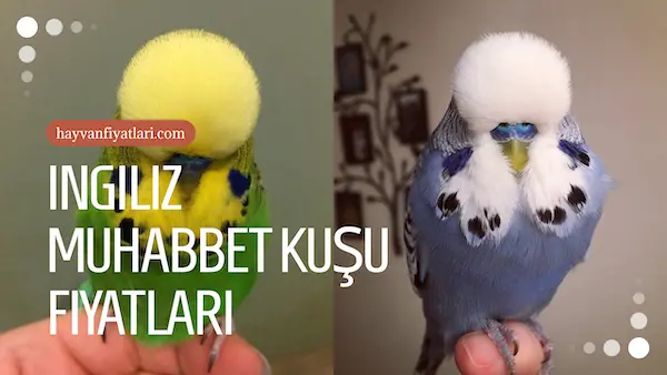 2026 ingiliz muhabbet kusu fiyatlari