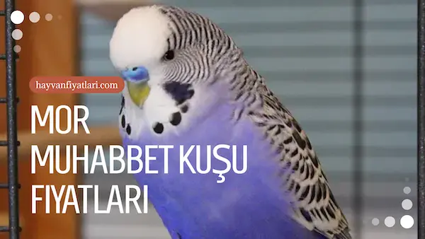 2026 mor muhabbet kusu fiyatlari