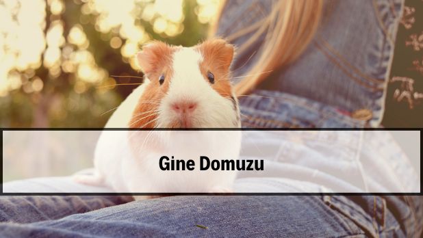 2026 gine domuzu fiyat aralıkları ve renk çeşitleri