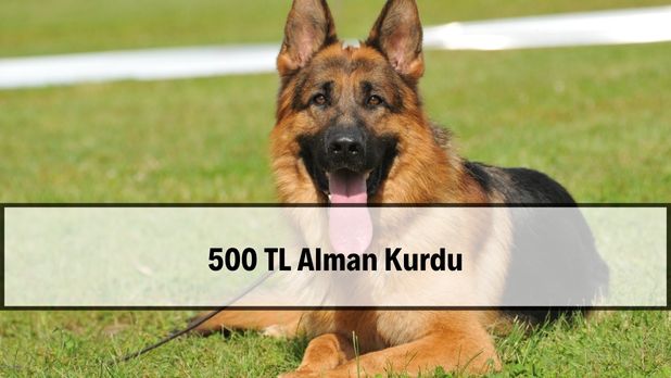 500 TL Alman kurdu ilanları 2026 — güvenilir mi değerlendirmesi