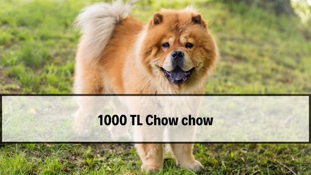1000 TL Chow Chow 2026 — gerçekçi ilan ve güncel fiyat bantları