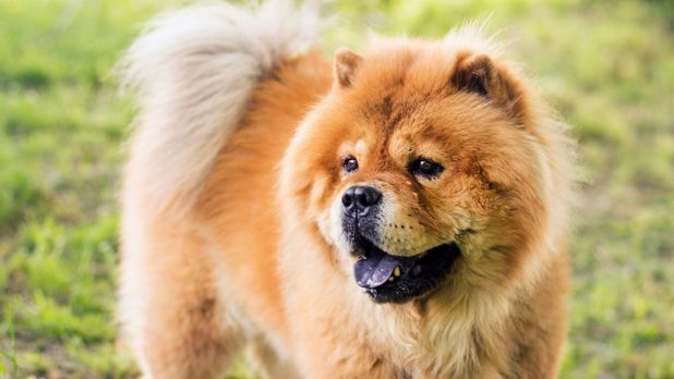 1000 TL Chow Chow ırk özellikleri, boyut ve tüy yapısı