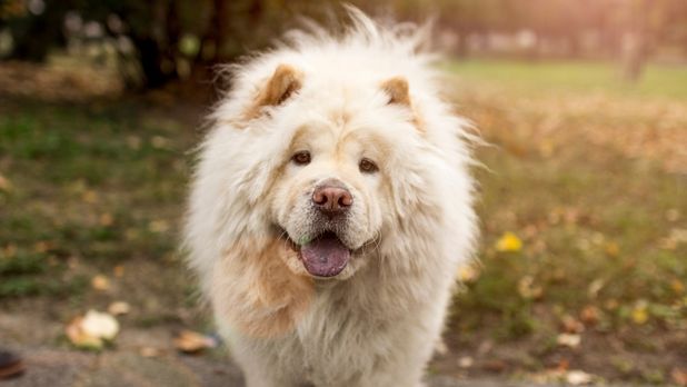 Chow Chow (Çin Aslanı) görünümü ve 1000 TL ilan değerlendirme rehberi