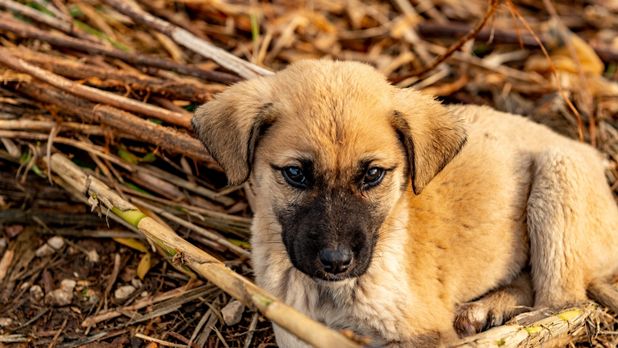 Satılık Kangal