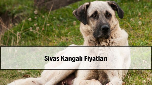 Sivas Kangalı
