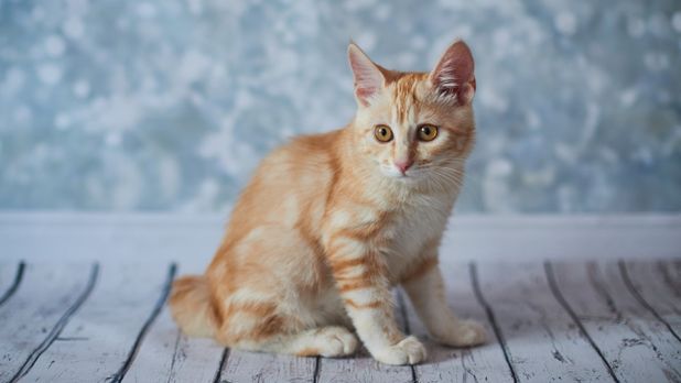 American Bobtail kedisi özellikleri