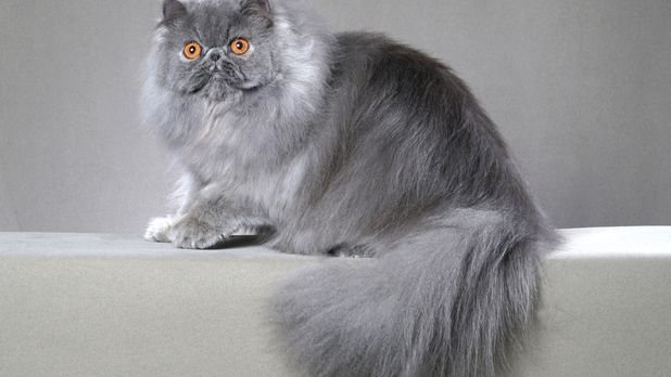 fars persian kedi fiyat fars persian kedi fiyat