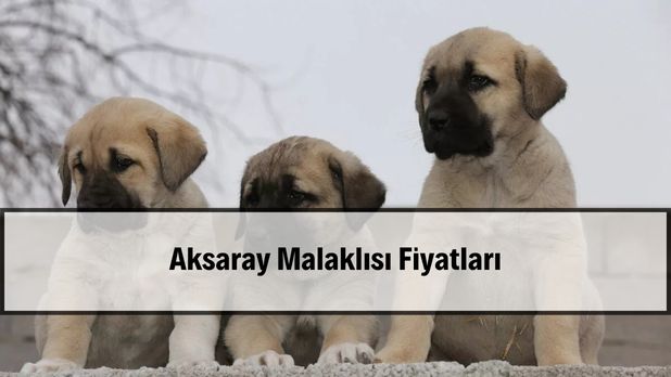 2026 Aksaray Malaklısı Fiyatları 2026 Aksaray Malaklısı fiyatları