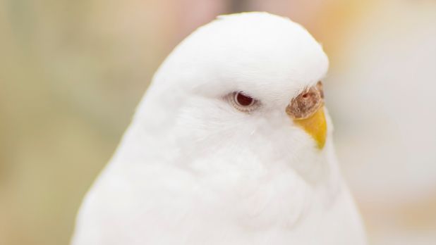 2026 Albino Muhabbet Kusu Bakimi 2026 albino muhabbet kuşu bakımı ve kırmızı göz detayları