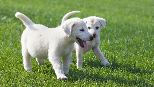Akbaş çoban köpeği: sürü ve alan koruma karakteri
