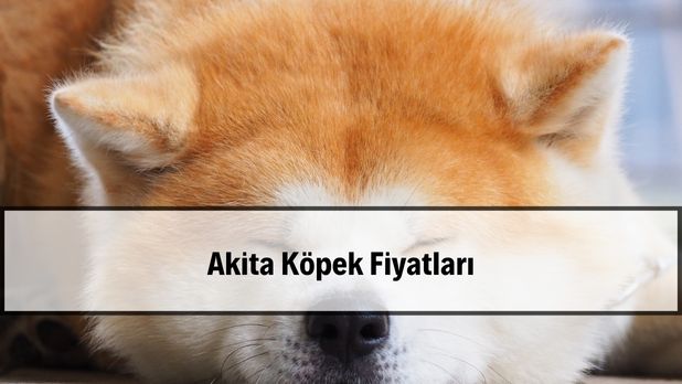 2026 Akita köpek fiyatları
