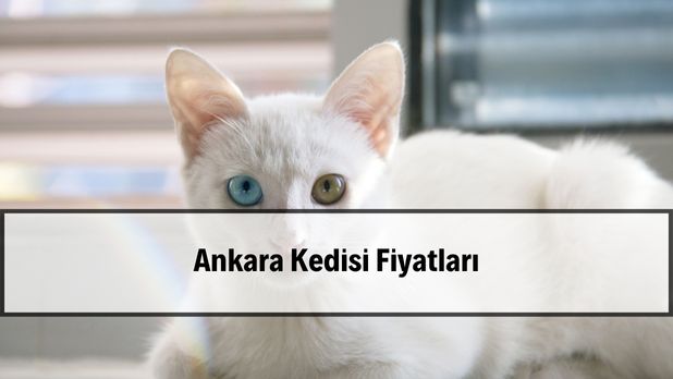 Ankara Kedisi Fiyatlari Sahibinden 2026 ankara kedisi fiyatları — sahibinden güncel yavru ve yetişkin aralıkları