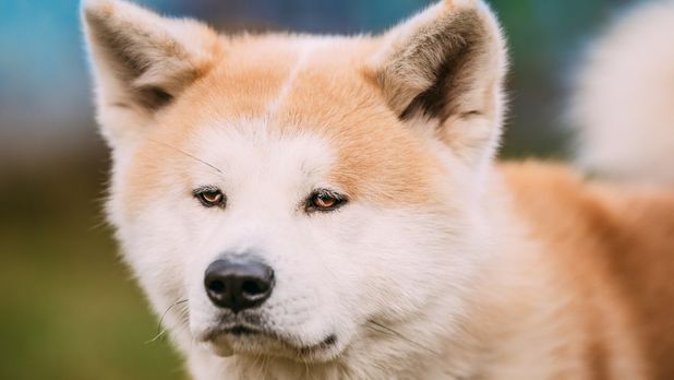 2026 Akita köpeği özellikleri