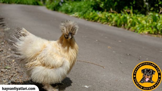 2026 Çin tavuğu fiyatları — Silkie tüy yapısı ve renk çeşitleri