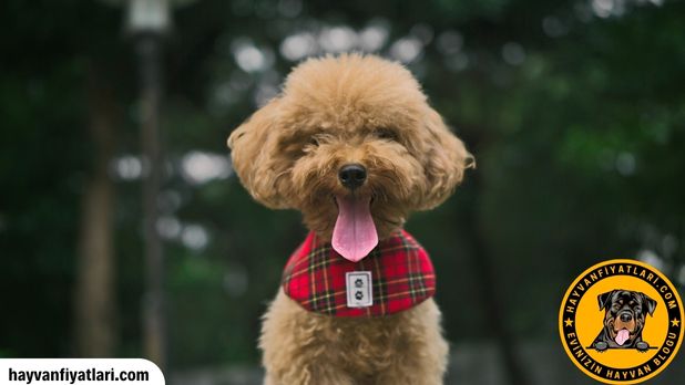 2026 Toy Poodle fiyatları — yavru, özellik ve bakım rehberi
