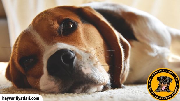 Beagle Yavru Ozellikleri
