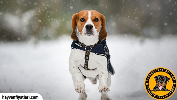 Satilik Beagle Fiyatlari Sahibinden