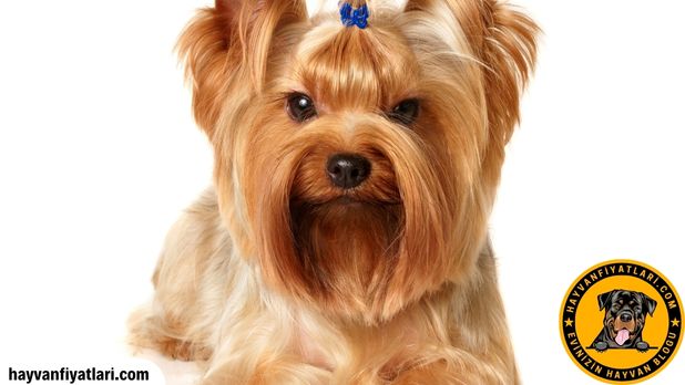 Yorkshire Terrier özellikleri boy ağırlık tüy rengi Yorkshire Terrier özellikleri boy ağırlık tüy rengi