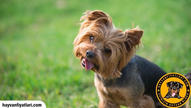 Yorkshire Terrier sahiplenme ve ücretsiz edinme rehberi Yorkshire Terrier sahiplenme ve ücretsiz edinme rehberi