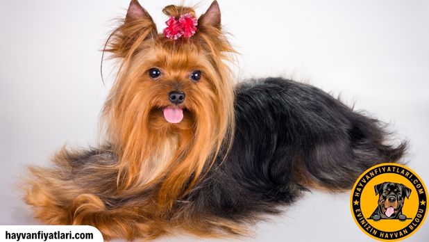 2026 Yorkshire Terrier fiyatları — yavru yorkie sahiplenme 2026 Yorkshire Terrier fiyatları — yavru yorkie sahiplenme