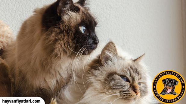 Birman Kedisi Fiyatlari