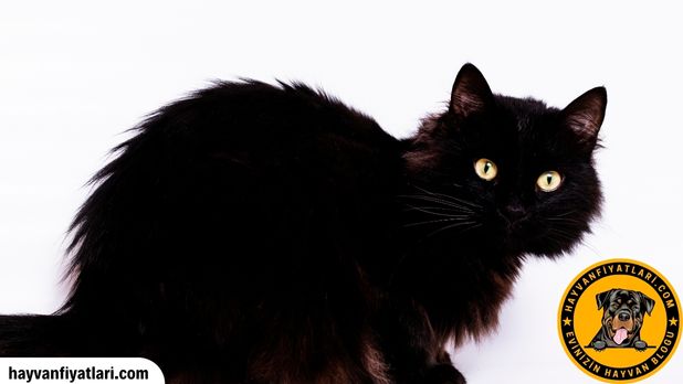 Bombay Cinsi Kedi Fiyatlari