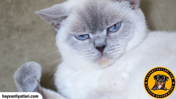 British Blue Point Kedi Fiyatlari