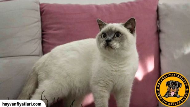 British Blue Point Kedilerin Ozellikleri