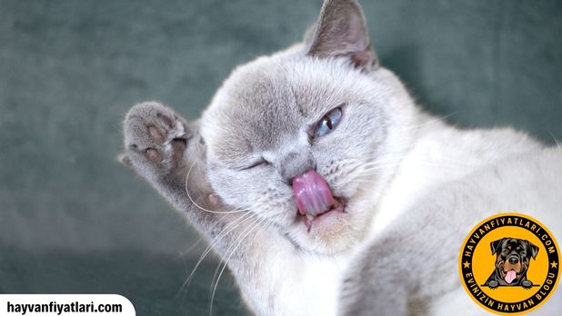 Scottish Blue Point Kedi Fiyatlari