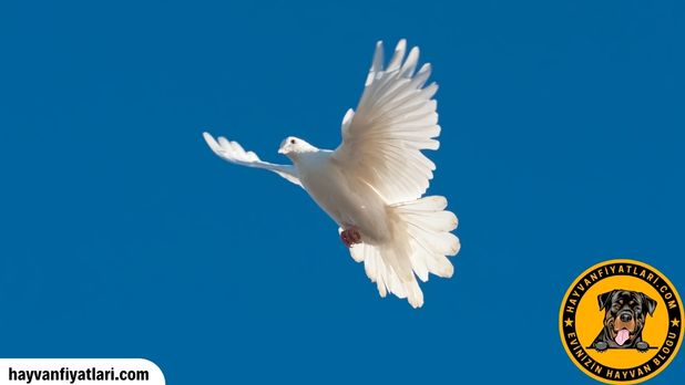 2026 beyaz güvercin fiyatları — süt beyaz güvercin örneği
