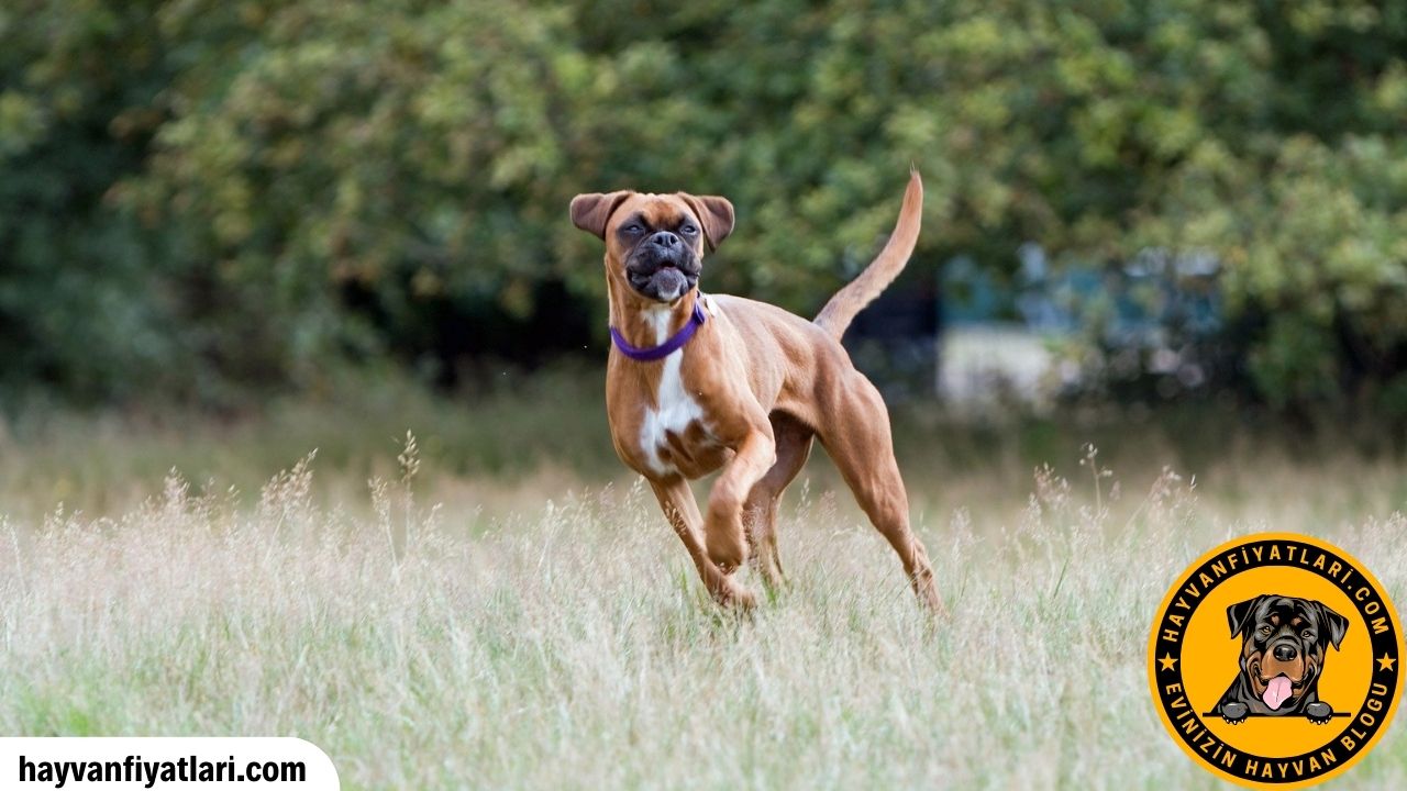 Yavru Boxer Kopek Fiyatlari