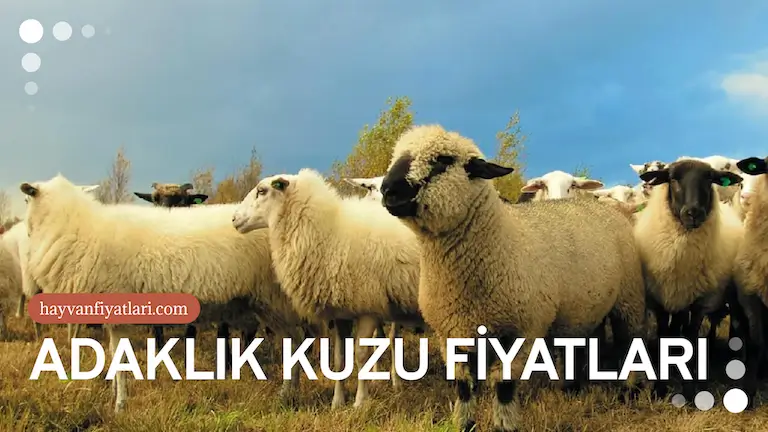 adaklik kuzu fiyatlari adaklik kuzu fiyatlari