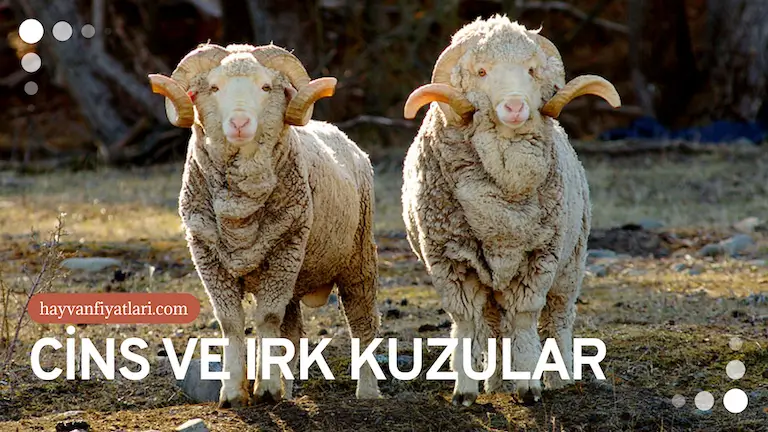cins irk kuzular cins irk kuzular
