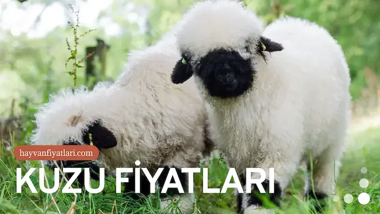 kuzu fiyatlari kuzu fiyatlari