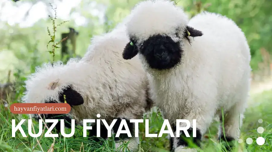 kuzu fiyatlari