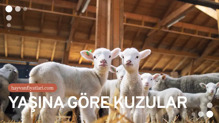 yasina gore kuzular yasina gore kuzular