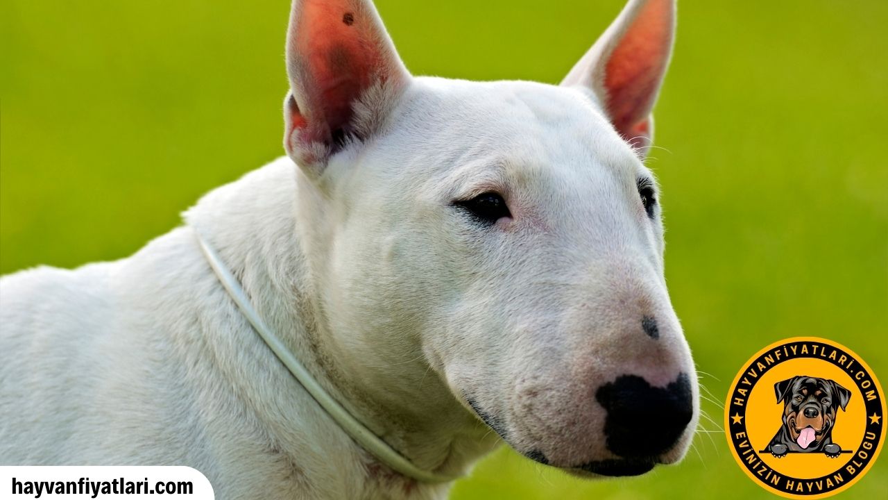 Bull Terrier Irki Kopeklerin Ozellikleri