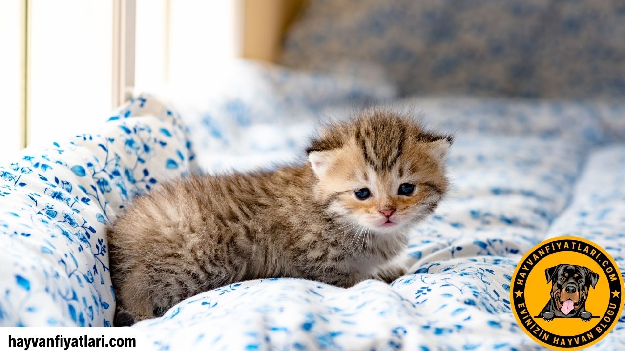 Buyumeyen Cins Kedi Fiyatlari
