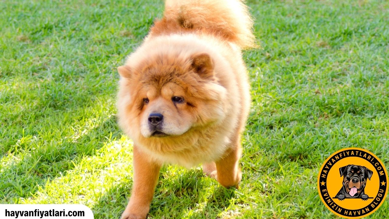Chow Chow Ozellikleri