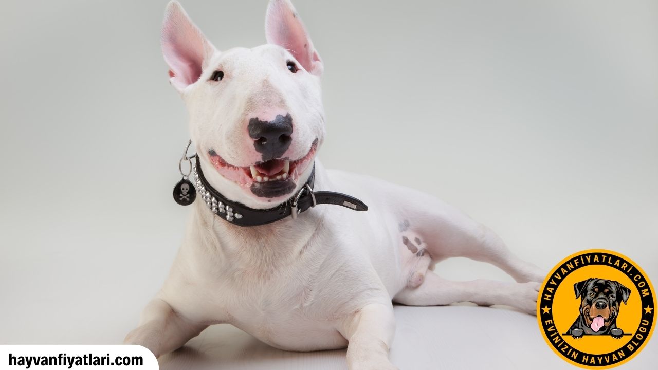 Satilik Bull Terrier Fiyatlari