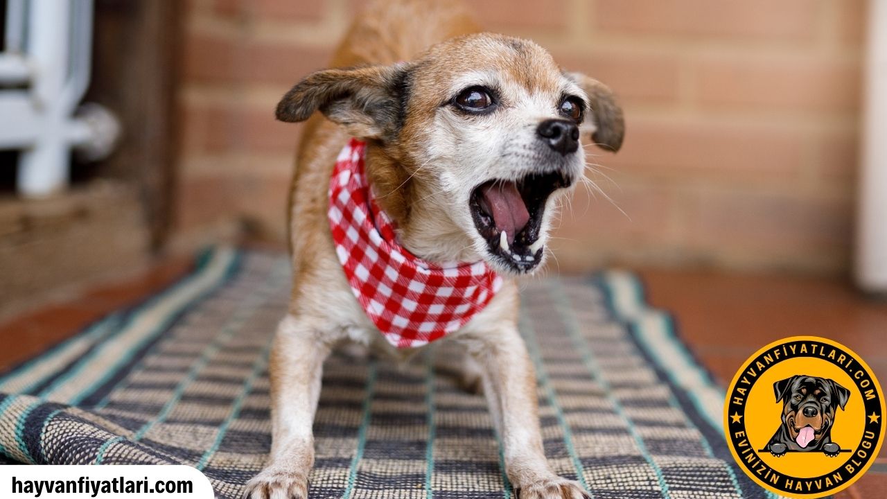 2026 Büyümeyen Köpek Fiyatları — küçük ırklar
