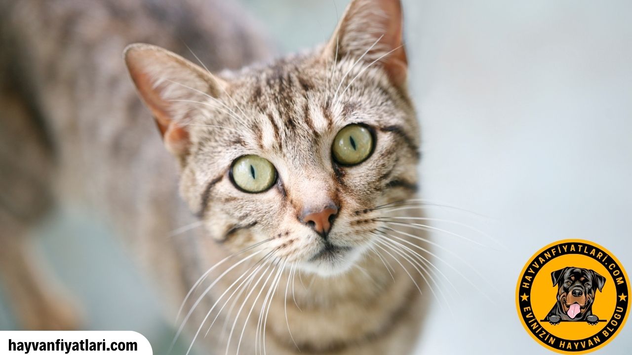 Tekir Kedi Cinsleri Fiyatlari